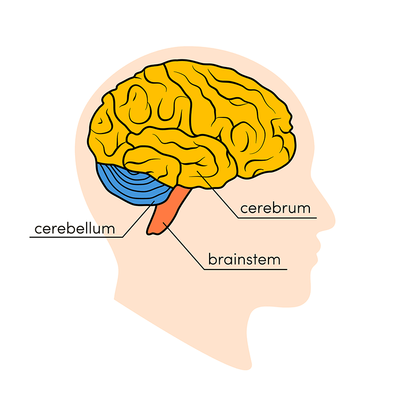 how to reset your brain