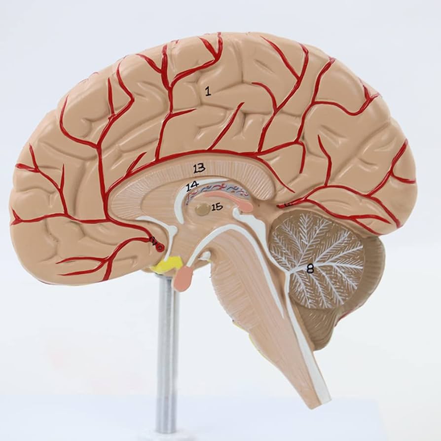 how much data can the human brain store