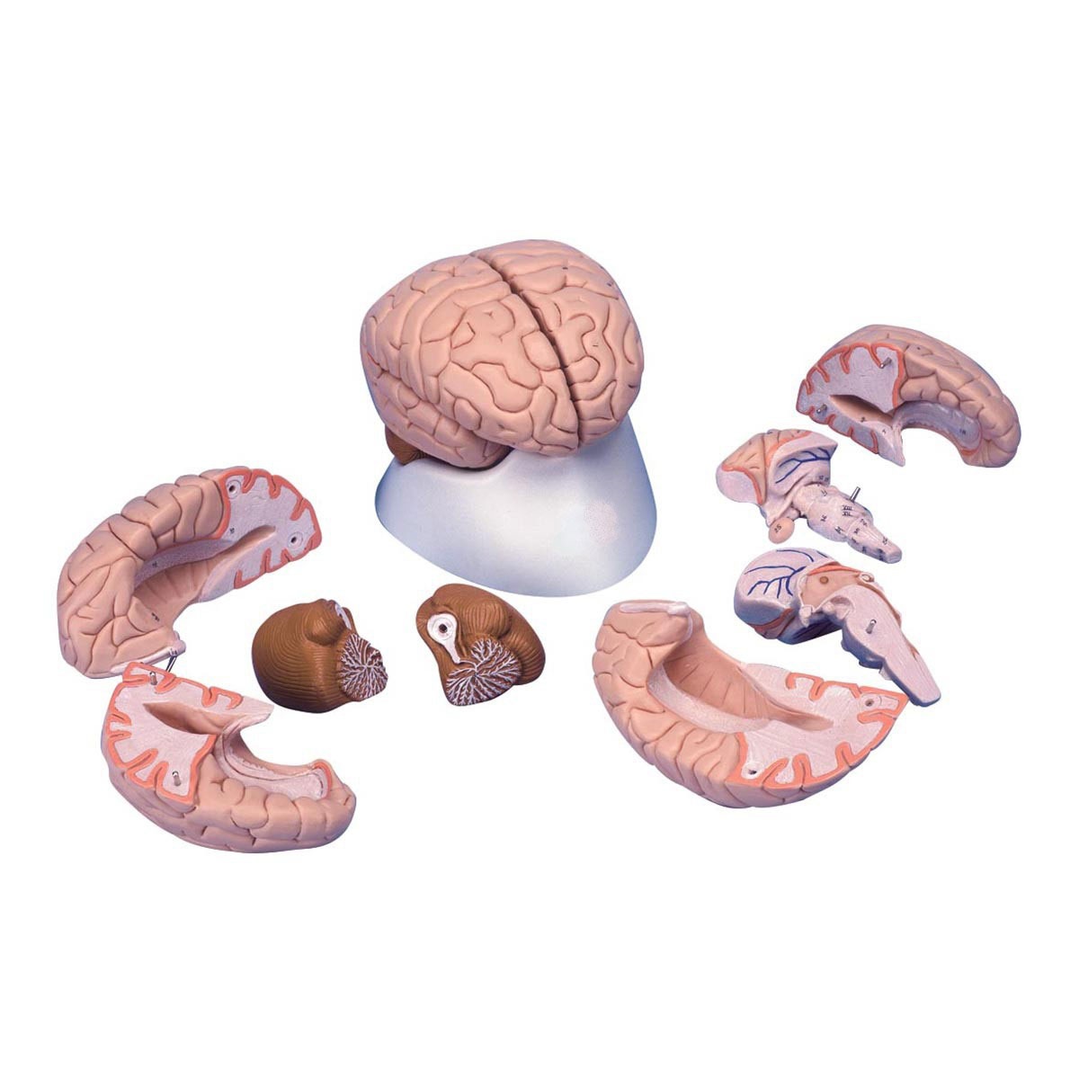 breathing is controlled by which part of the brain