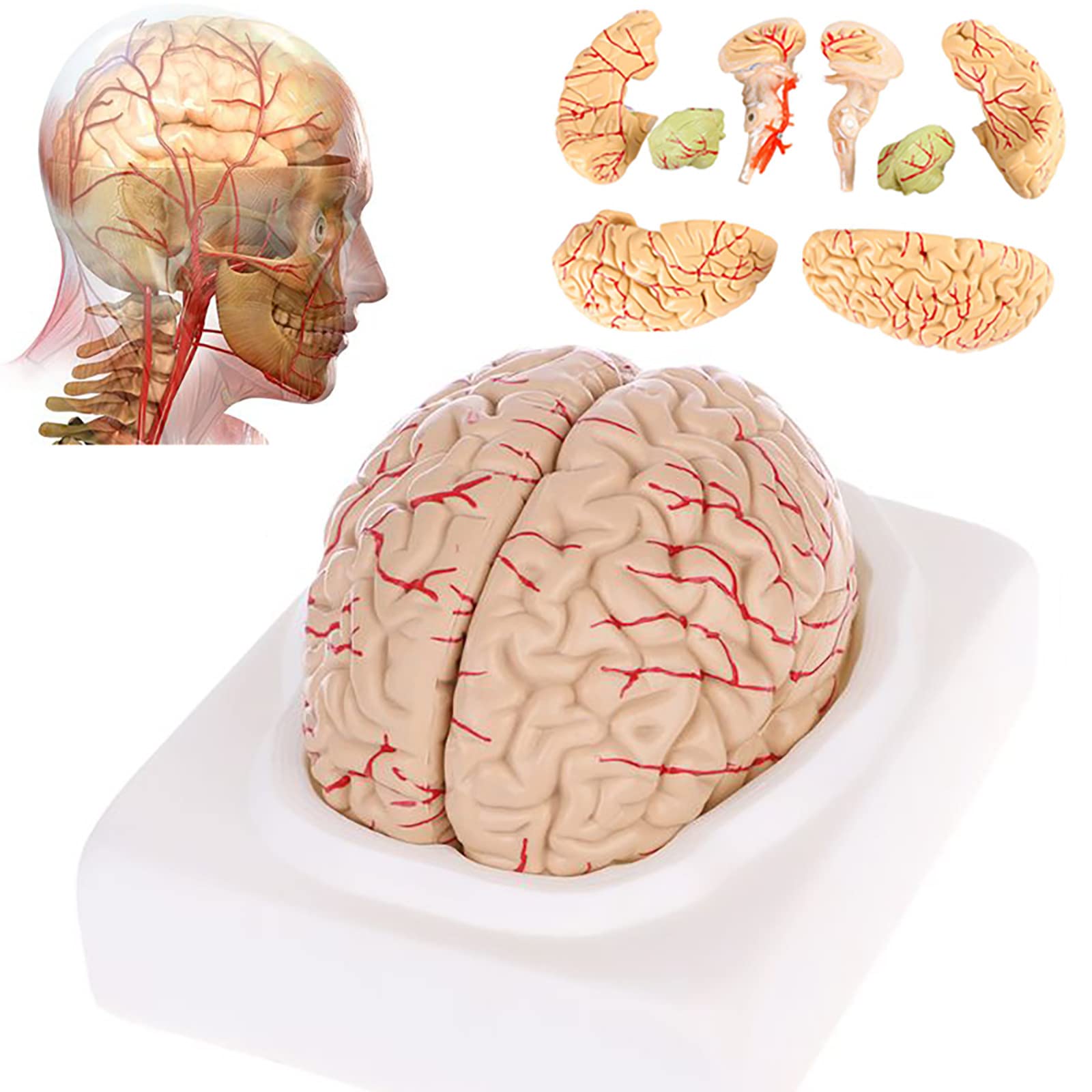 how long does anxiety brain fog last