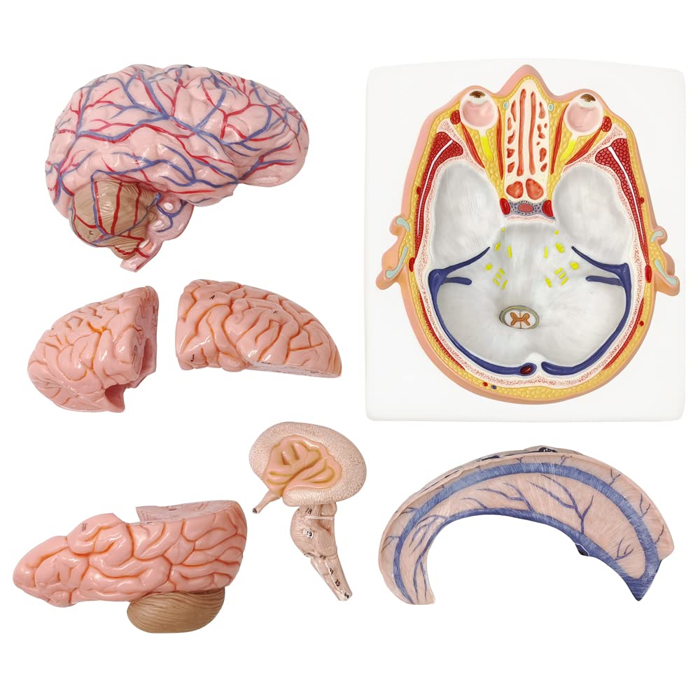 what is lateralization of the brain