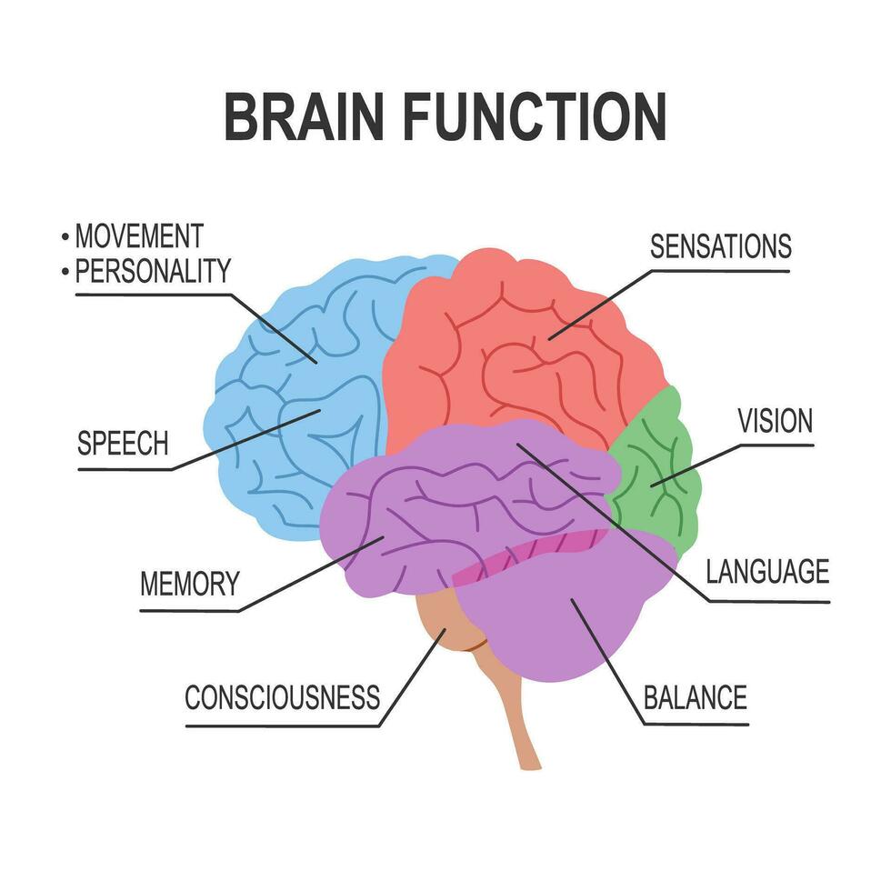 what does crystal meth do to the brain